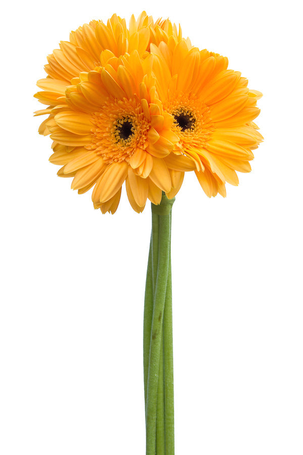 Yellow Gerbera Daisy Dark Eye