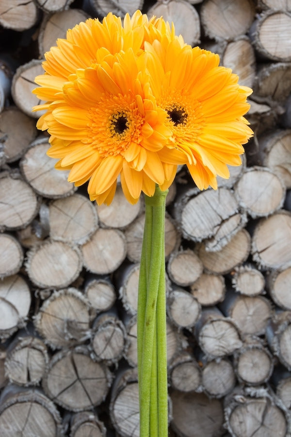 Yellow Gerberas Dark Center