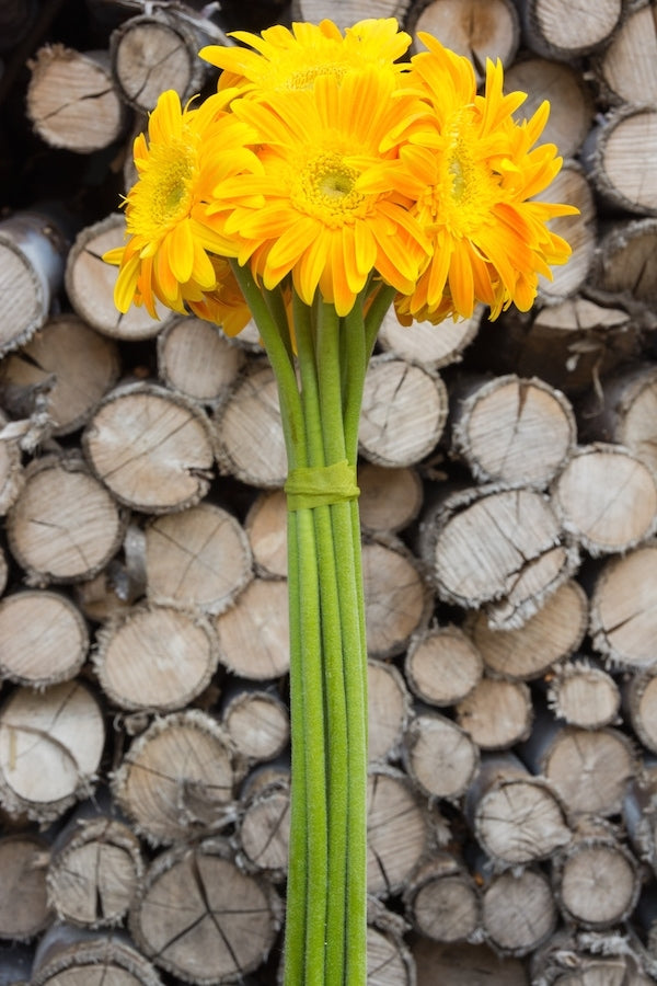 Yellow Gerberas Light Center
