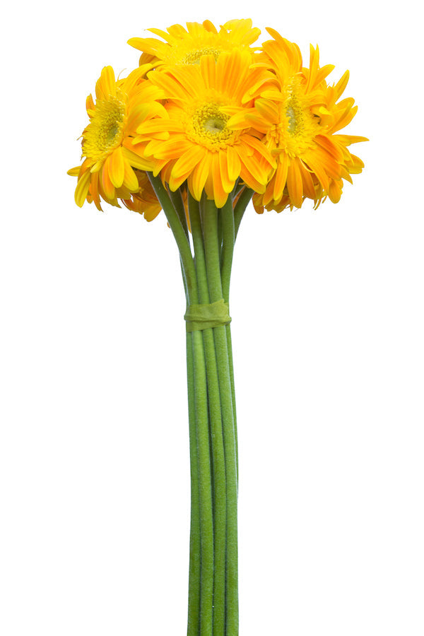 Yellow Geberas Light Eye