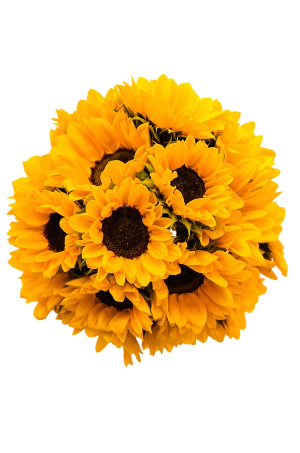 Yellow Mini Sunflowers