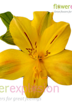 Yellow Alstroemeria