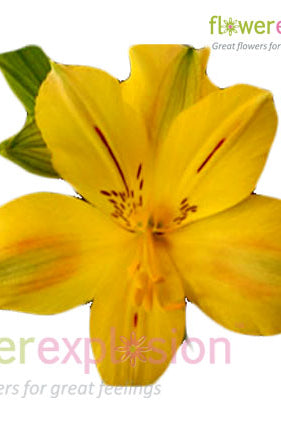 Yellow Alstroemeria