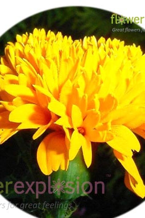 Yellow Carnations