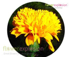 Yellow Carnations