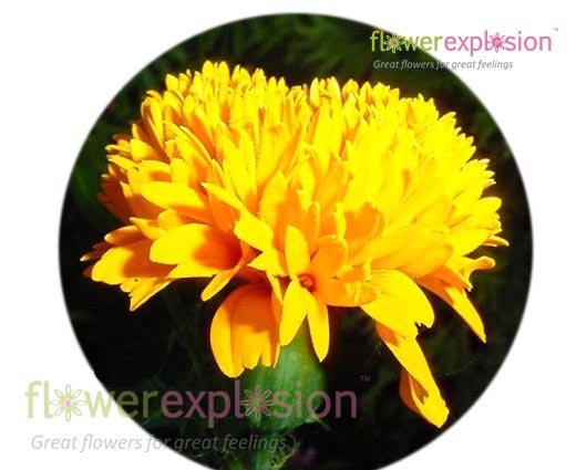 Yellow Carnations
