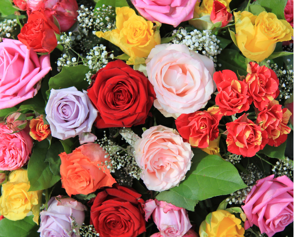 Choosing the Right Color of Roses for Every Occasion