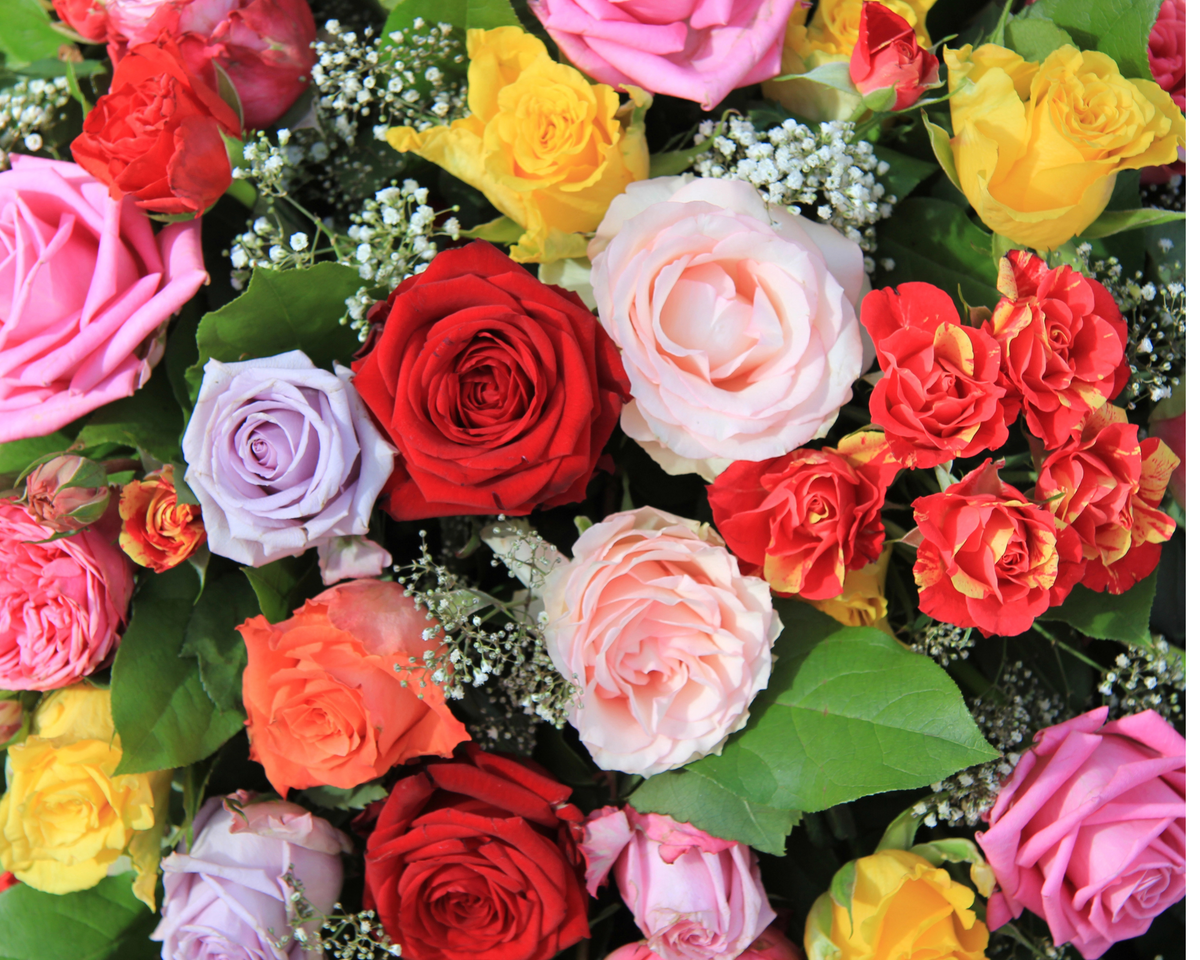 Choosing the Right Color of Roses for Every Occasion – Flower Explosion