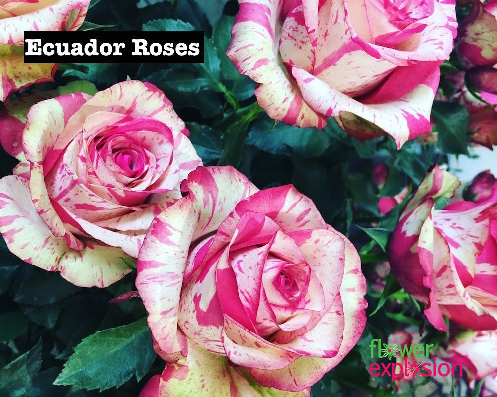 Why Are Ecuadorian Roses The Best In The World? – Flower Explosion