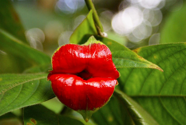 15 Flowers That Look Like.... errr Something Else