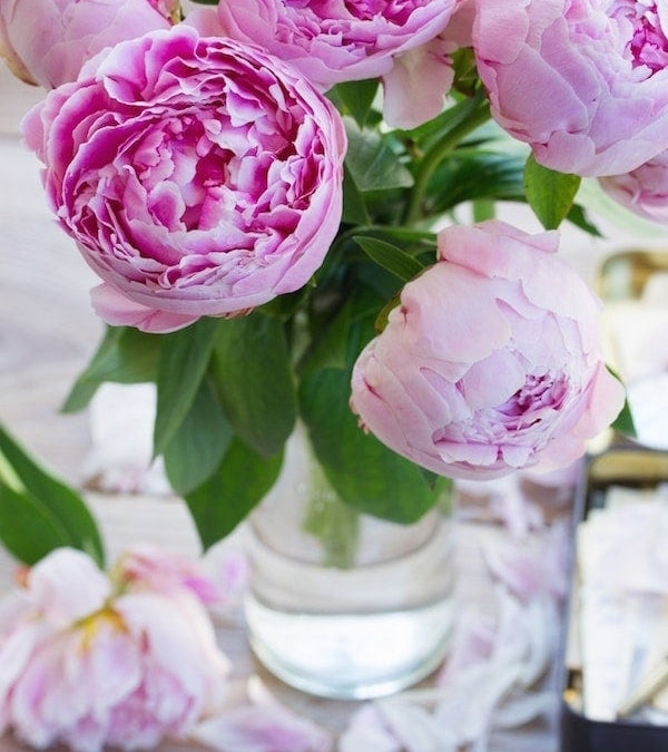 Cut Peonies
