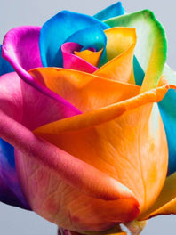 Bi-color and Novelty Flowers