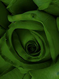 Forest Green Flowers