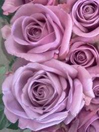 Lavender and Purple Flowers