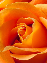 Medium Orange Flowers