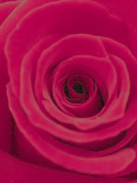 Lipstick Red Flowers