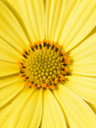 Medium Yellow Flowers