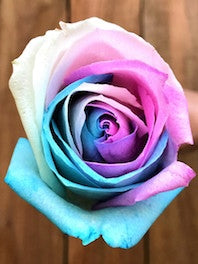 Tinted Roses - Perfect for Mother's Day