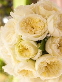 Garden and English Roses