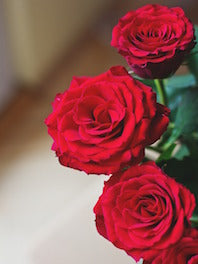 Christmas Fresh-Cut Flowers