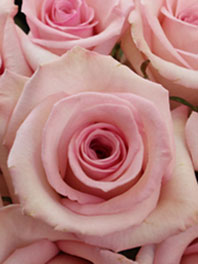 Light pink roses