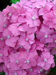 Pink By color