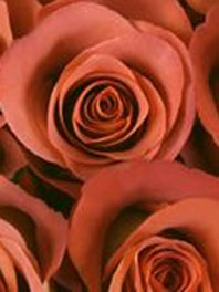 Terracotta roses for sale - Buy rusty brown roses - Flower Explosion