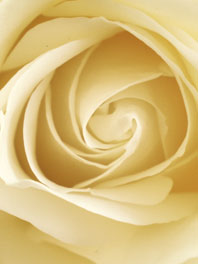 Cream roses