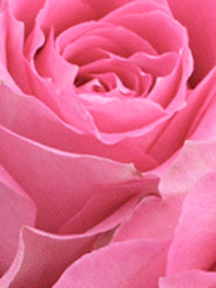 Pink roses