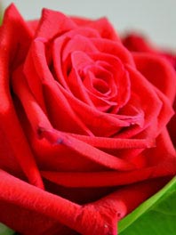 Red roses