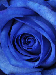 Blue roses