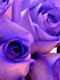 Purple roses
