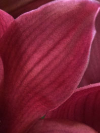 Marsala Flowers