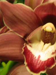 Chocolate Brown Flowers
