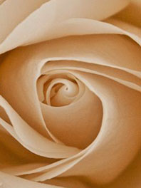 Beige Flowers