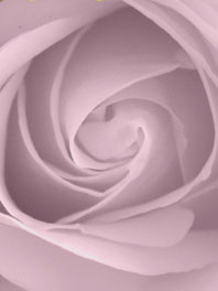 Blush Flowers