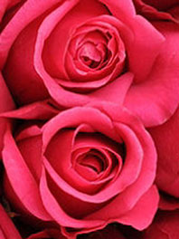 Hot Pink Flowers