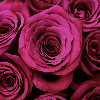 Dark Pink Flowers
