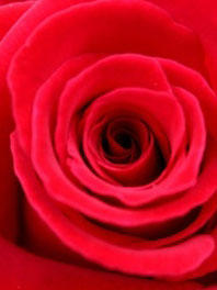Bright Red Flowers