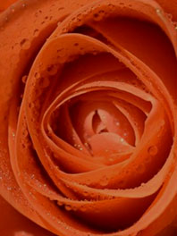 Dark Orange Flowers
