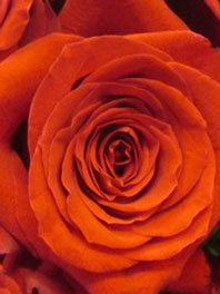 Bright Orange Flowers