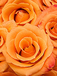 Light Orange Flowers