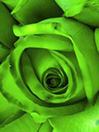 Bright/ Lime Green Flowers
