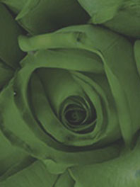 Olive Green Flowers