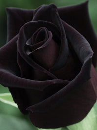 Black Flowers