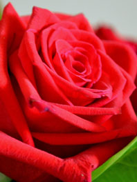 Red Flowers