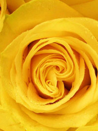 Yellow Flowers