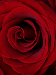 Dark red roses