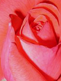 Light Red Flowers