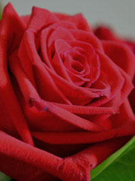 Medium Red Flowers